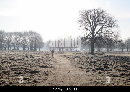 Bushy Park, London, England, UK. 16 février 2016. Un cycliste à travers l'herbe couverte de givre après la nuit la plus froide de l'hiver à Bushy Park à l'ouest de Londres. Credit : Julia Gavin UK/Alamy Live News Banque D'Images