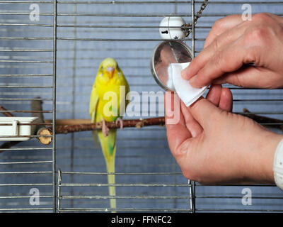 Nettoyage d'une cage à oiseaux Banque D'Images