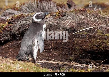 Manchot de Magellan (Spheniscus magellanicus) adulte, debout près de terrier à colonie de reproduction, Îles Falkland Banque D'Images