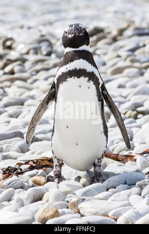 Manchot de Magellan (Spheniscus magellanicus) adulte debout sur plage de galets près de colonie de reproduction, Îles Falkland Banque D'Images