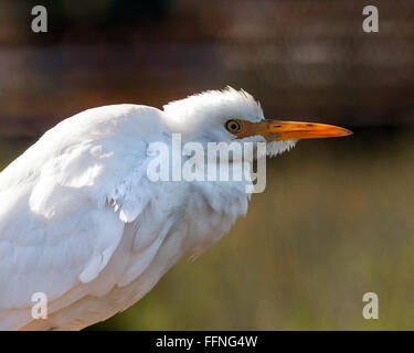 Delray Beach, Palm Beach County, USA. 23 Jan, 2016. Un héron garde-boeufs (Bubulcus ibis) dans le profil dans la 50-acre (2 343 m) Wakodahatchee Wetlands in Delray Beach, Floride, qui offre des possibilités d'observer les oiseaux dans leurs habitats naturels. © Arnold Drapkin/ZUMA/Alamy Fil Live News Banque D'Images