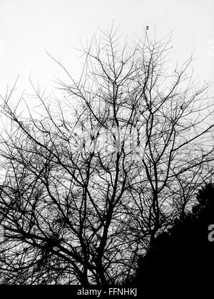 L'hiver les branches d'arbres contre le ciel de texture Banque D'Images