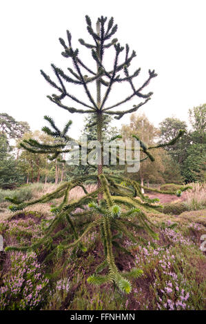 ARAUCARIA ARAUCANA AU JARDIN WISLEY RHS PINETUM Banque D'Images
