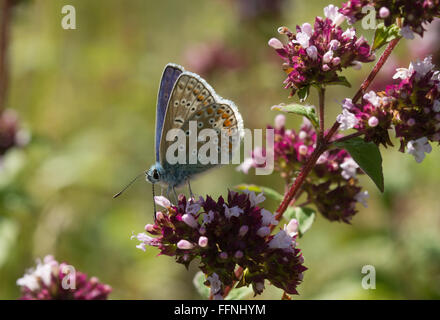 Papillon bleu commun mâle (Polyommatus icarus) sur des fleurs de thym sauvage dans le Hampshire, Angleterre, Royaume-Uni Banque D'Images