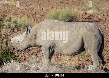 La lutte contre le braconnage, le désert du dehorned adapté, le rhinocéros noir, le Damaraland, Namibie Banque D'Images