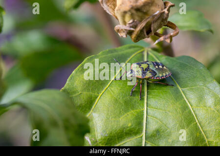 Nezara viridula ou green stink bug dans son cinquième stade larvaire, debout sur une feuille verte Banque D'Images