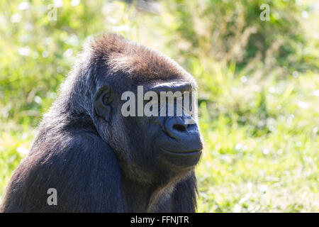 Durrell Wildlife Conservation Trust Banque D'Images