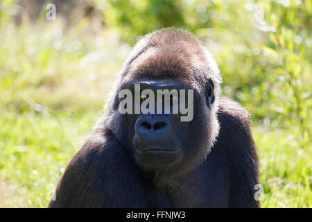 Durrell Wildlife Conservation Trust Banque D'Images