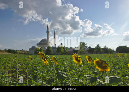 Tournesols et complexe de Bayezid II (külliye) à Edirne, Turquie Banque D'Images