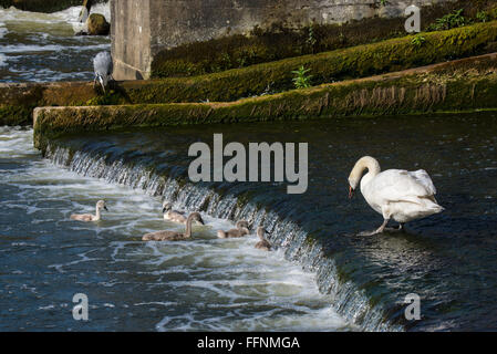 Une famille de cygnes et d'un héron sur la Tamise à Readingflowing Banque D'Images