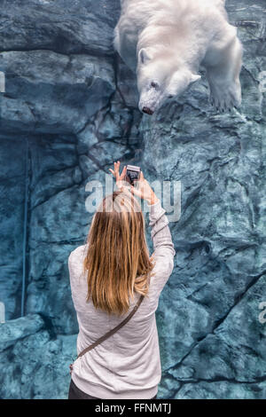 L'enregistrement vidéo d'une femme de l'ours polaire sur son smartphone, voyage à Churchill, Zoo du Parc Assiniboine, Winnipeg, Manitoba, Canada. Banque D'Images