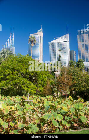 Jardin botanique royal Gardens Le domaine Sydney NSW Australie Nouvelle Galles du Sud Banque D'Images