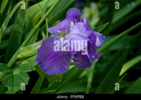 Un rayon de soleil illumine un iris violet Floraison à la fin du printemps, 03 juin 2014, après une douche de pluie. Banque D'Images