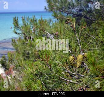 La direction générale de pins verts avec cône dans la mer du Nord de la Grèce Banque D'Images