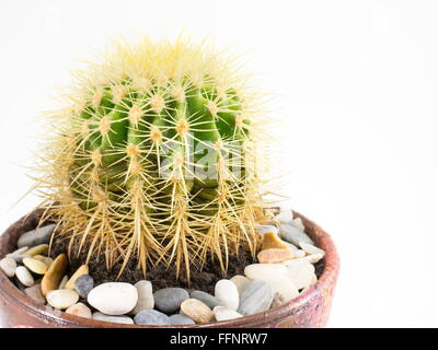 Cactus dans un pot avec des pierres close up Banque D'Images