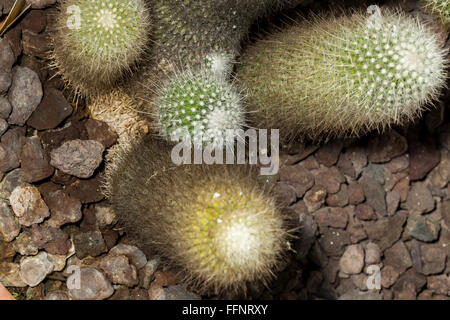 Vue d'un groupe de Notocactus leninghausii ou Parodia leninghausii, un succulent plants connu sous le nom de Lemon ball, ballon d or et crier Banque D'Images