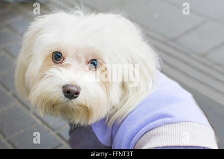 Bichon Frise entièrement habillé Banque D'Images