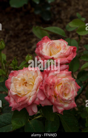 Rosa, princesse de Galles, rose, hybrides de thé,mélange, Banque D'Images