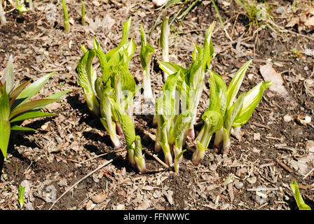 Au début du printemps Les Hosta Banque D'Images