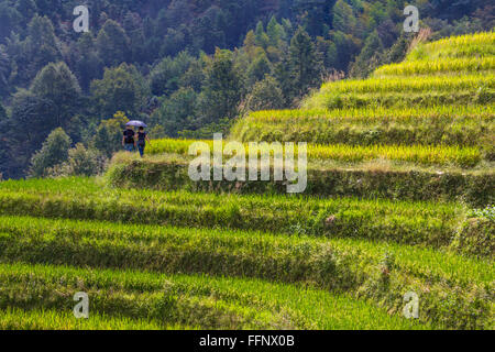 Un couple en train de marcher dans les rizières en terrasses d'épine dorsale du Dragon. Longji. Chine Banque D'Images