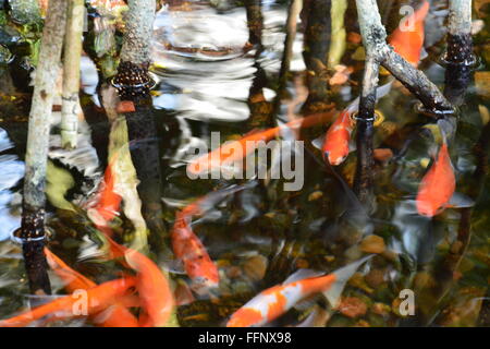 Les poissons nagent autour du bambou dans le bassin à koi à la Garfield Park Conservatory sur Chicago's près de west side. Banque D'Images