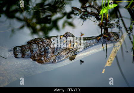 Caiman dans le fleuve Amazone en Equateur Banque D'Images