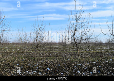Les jeunes de apple orchard. Et de plus en plus prendre soin de verger de pommiers. Banque D'Images