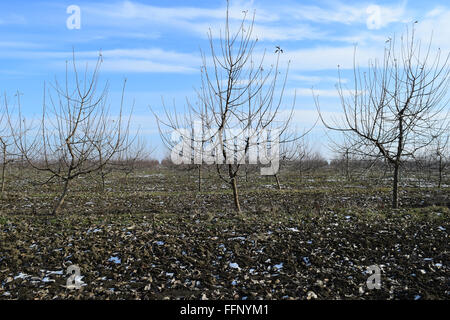 Les jeunes de apple orchard. Et de plus en plus prendre soin de verger de pommiers. Banque D'Images