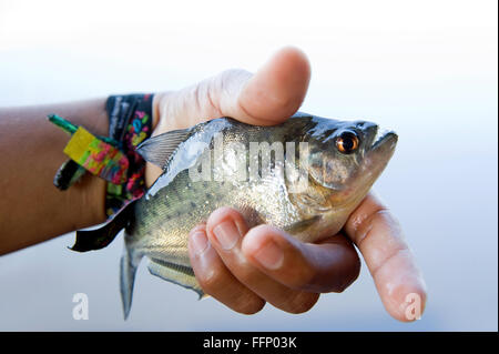 Fisherman holding un piranha pêché dans le fleuve Amazone Banque D'Images