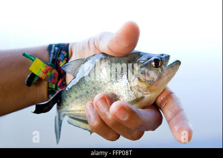 Fisherman holding un piranha pêché dans le fleuve Amazone Banque D'Images