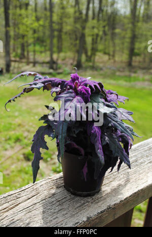 Purple Passion plante dans le soleil d'été Banque D'Images