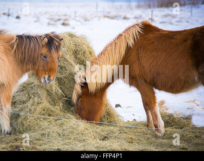 Chevaux Islandais au cours de l'hiver Banque D'Images