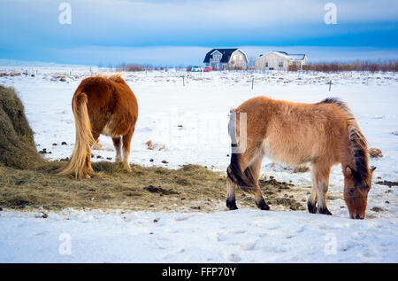 Chevaux Islandais au cours de l'hiver Banque D'Images