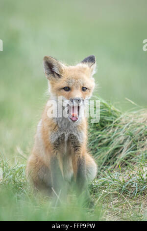 Un renard roux (Vulpes vulpes) pup Banque D'Images