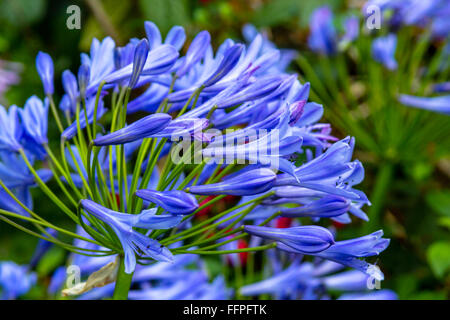 Blue Alium close up Banque D'Images