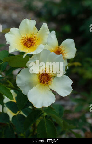 Rosa Golden Wings, jaune, rugosa, rose Banque D'Images