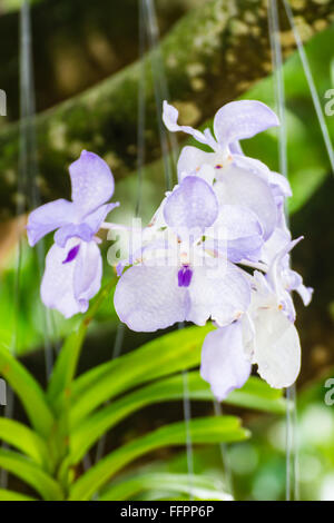 White Orchid, Vanda hybrides dans jardin Banque D'Images