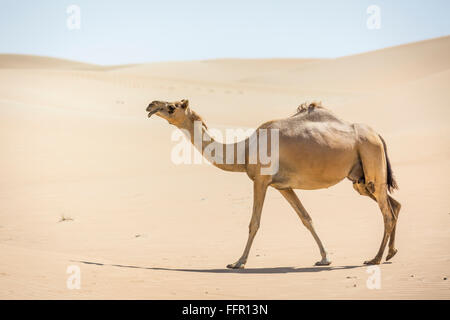 Le Dromadaire (Camelus dromedarius) dans les dunes de sable, désert de Rub' al Khali, Emirats Arabes Unis Banque D'Images