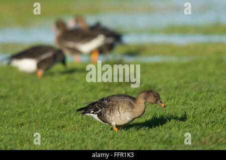 Bean goose (Anser fabalis), Texel, Hollande du Nord, Pays-Bas Banque D'Images