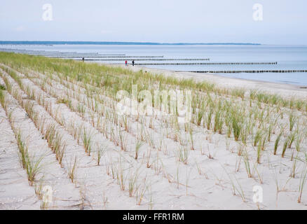 Les semis de graminées (plage de l'Ammophila arenaria) sur dune sur la plage, à Prerow, mer Baltique, Darß, Fischland-Zingst, Western Banque D'Images