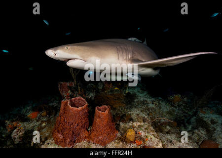 Nightdive, requin citron (Negaprion brevirostris), nuit, Coral, plage du Tigre, Bahamas, Caraïbes, Amérique Centrale Banque D'Images