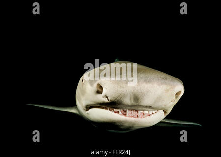 Nightdive, requin citron (Negaprion brevirostris) frontal, nuit, Portrait, Plage du Tigre, Bahamas, Caraïbes, Amérique Centrale Banque D'Images