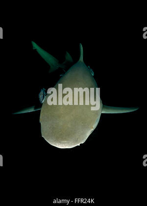 Nightdive, requin citron (Negaprion brevirostris), nuit, plage du Tigre, Bahamas, Caraïbes, Amérique Centrale Banque D'Images