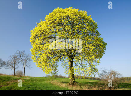 L'érable à fleurs (Acer platanoides) au printemps, New Jersey, United States Banque D'Images