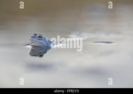 Moor frog (Rana arvalis), mâle de couleur bleu pendant la saison des amours, dans les eaux de frai, Elbe, Saxe-Anhalt, Allemagne Banque D'Images