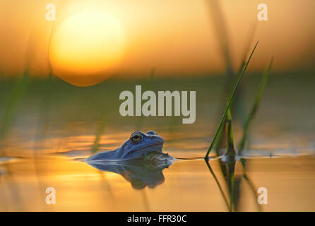 Moor frog (Rana arvalis), mâle de couleur bleu pendant la saison des amours, dans les eaux de frai, coucher du soleil, de l'Elbe, Saxe-Anhalt, Allemagne Banque D'Images