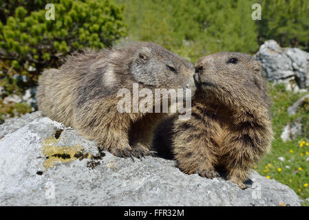 Marmottes alpines (Marmota marmota) sitting on rock, reniflant chaque autres, Dachstein Salzkammergut, Autriche Banque D'Images