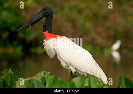 Jabiru mycteria Jabiru (), Pantanal, Mato Grosso, Brésil Banque D'Images