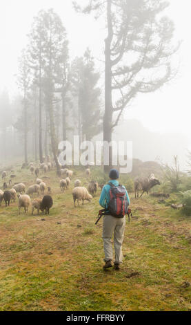 Female hiker et des moutons en forêt de pins dans les montagnes brumeuses de Gran Canaria, Îles Canaries, Espagne. Banque D'Images