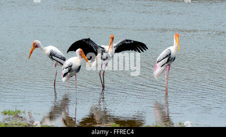 Le comportement de cour de Painted Stork (Mycteria leucocephala) dans la nature. Banque D'Images